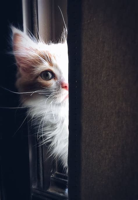 7000 Best Cats Photos · 100 Free Download · Pexels Stock Photos
