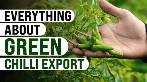 Everything About Green Chilli Export KDSushma YouTube