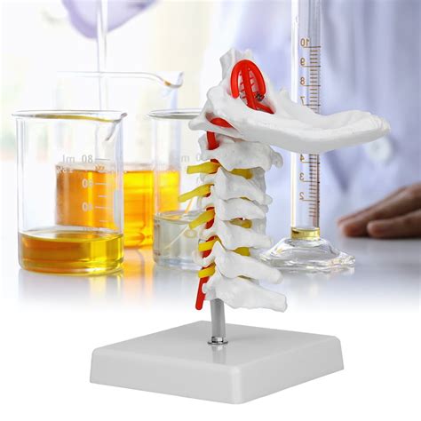 Fugacal Human Cervical Vertebra Arteria Spine Spinal Nerves Anatomical Model Anatomy For