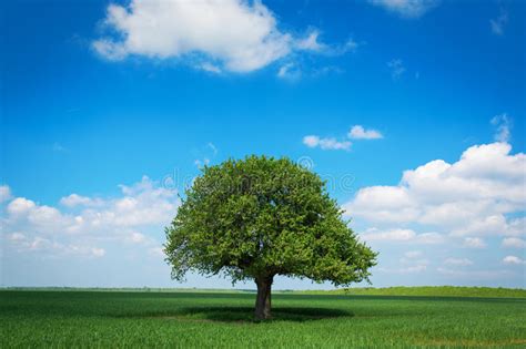 Single Tree In A Green Field With Blue Sky And White Clouds Stock Image
