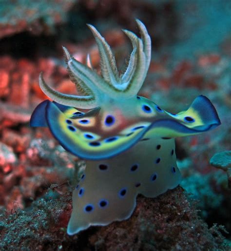 Chromodoris Kuniei Beautiful Sea Creatures Sea Slug Underwater