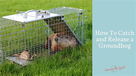 As bait, use a slice of cantaloupe or other fruit. How To Catch A Groundhog | Live Trap | Catch and Release ...