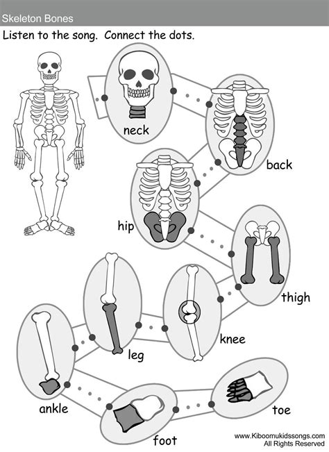 Skeleton Worksheets For Kindergarten Worksheet For Kindergarten