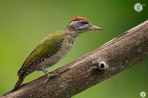 Rathika Ramasamys Wildlife Photography Birds Profile Male Streak