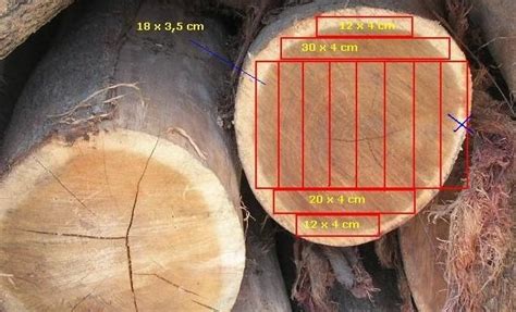 Ini Caranya Menghitung Volume Kayu Dari Sebuah Pohon Sexiz Pix