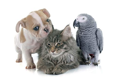 Jeffrey freeman is a general practitioner having been with berkeley dog and cat since 2005. Veterinarian Salem | Veterinary Services Salem MA | All ...