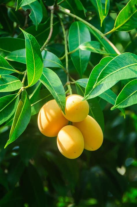 Plum Mango Tropical Fruit On Tree Ripe Of Sweet Marian Plum Mango