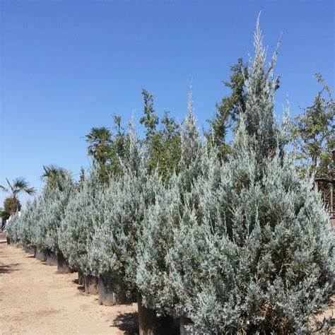 Juniperus Scopulorum Wichita Blue Juniper Mid Valley Trees