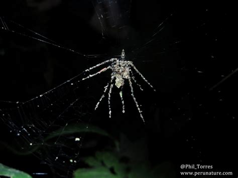 Strange Sightings In The Peruvian Amazon Nature Photography Live