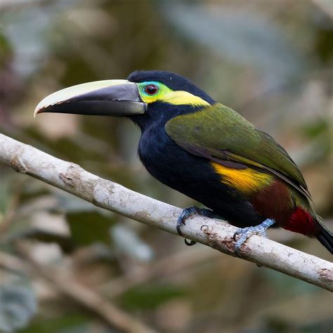 How To See More Rare Birds In Costa Rica
