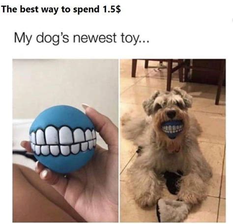 My Dogs New Chew Toy Meme Guy