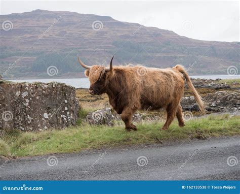 Highland Cow On The Isle Of Mull Stock Photo Image Of Outdoor