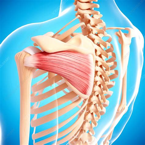 Human Shoulder Musculature Artwork Stock Image F0075784 Science