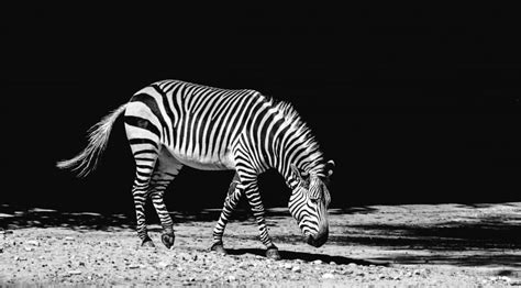 Black And White Zebra Free Image Peakpx