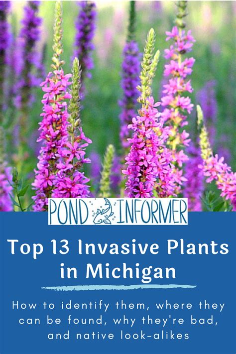 Michigan Invasive Plants Plants Bn