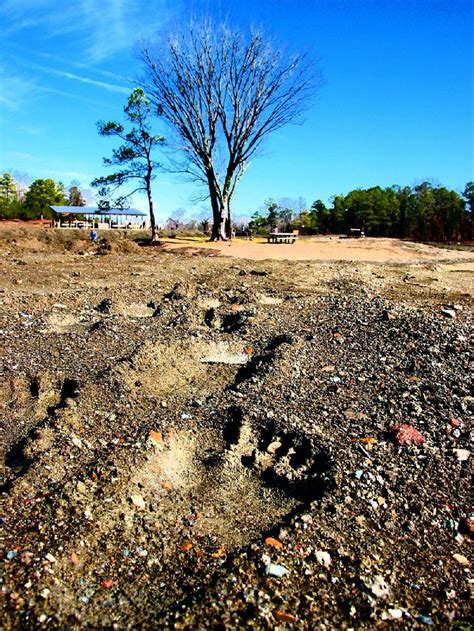Bigfoot Sightings Outpace Diamond Discoveries The Arkansas Democrat