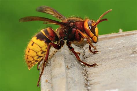 Yellow Jacket Hornets Bee And Hornet Identification