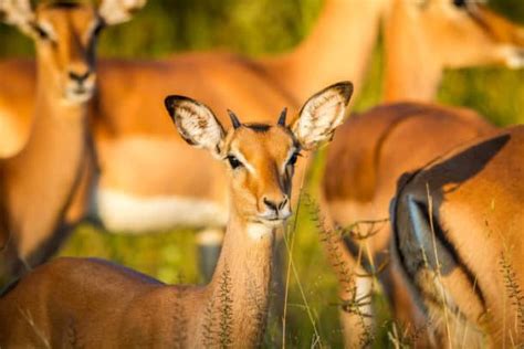 Impala The Facts Behind An African Animal Beauty
