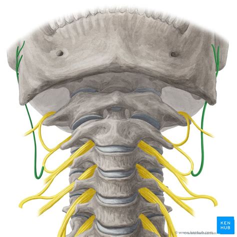 Great Auricular Nerve Origin Course And Function Kenhub