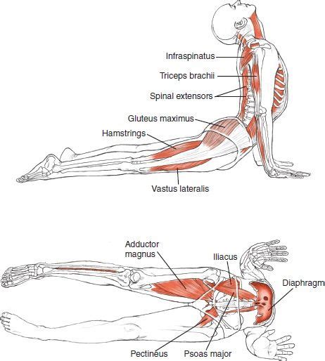 In downward dog it may be hard to get your weight far enough back that you can use body weight to press your heels down. Anatomy of Cobra Pose #yoga #asana | Our favorite poses ...