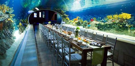 Odysea Aquarium Scottsdale Az Wedding Venue