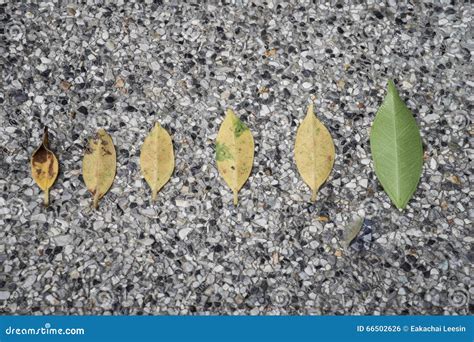 Leaves On A Concrete Path Stock Photo Image Of Leaf 66502626