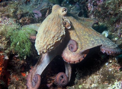 Its National Cephalopod Week Here Is A Photo Of Octopus Vulgaris Aka