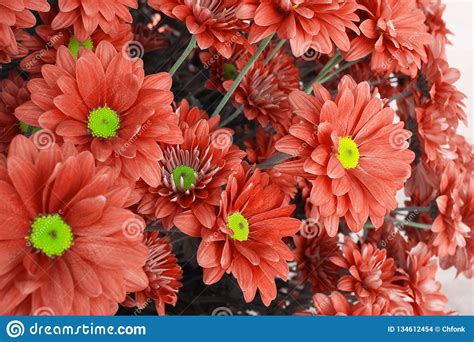 Maybe you would like to learn more about one of these? Peachy Orange Or Bright Coral Color Shade Of Chrysanthemum ...