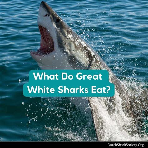 what do great white sharks eat dutch shark society