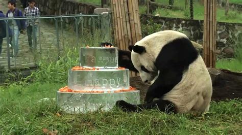 Pan Pan Worlds Oldest Male Panda Dies At 31 Abc7 Chicago