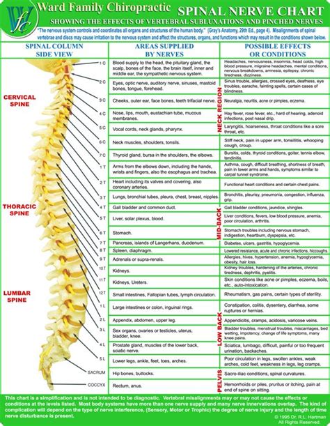 Chiropractic Spine Chart Symptoms Chiropractic Spine Nerve Chart