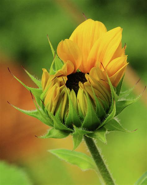 Sunflower Bud Photograph By Judy Galinis Fine Art America
