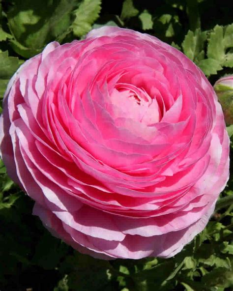 Pretty flowers rose garden plants pure products petals white roses shades of white white flowers love rose. Ranunculus Pink - Double Pink Buttercup for sale! Buy ...