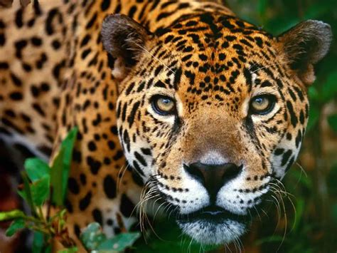 Animais Em Extinção No Mato Grosso Mundo Ecologia