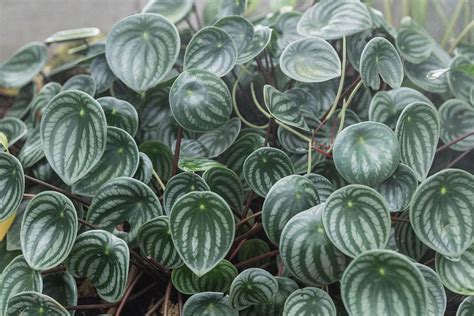 I Would Love Some Peperomia Clippings Listing