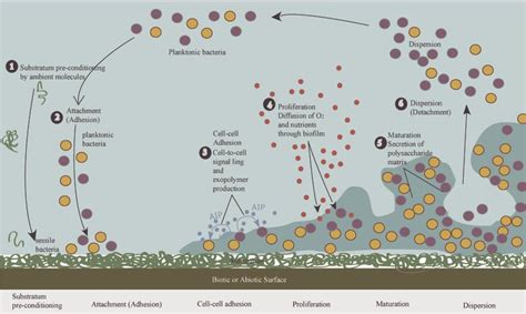Staphylococcal Biofilms Pathogenicity Mechanism And Regulation Of