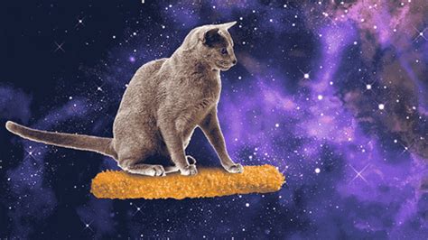 Spacecat GIFs Find Share On GIPHY