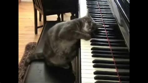 Video Lucu Kucing Bermain Piano Youtube