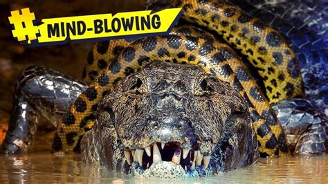 Anaconda Vs Crocodile Who Would Win 🔥 Animal Face Off In 2022 Animal