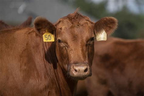 Cattle Free Stock Photo Public Domain Pictures