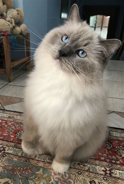 Stunning Mature Ragdoll Blue Point A Guide To Admiring Their Beauty