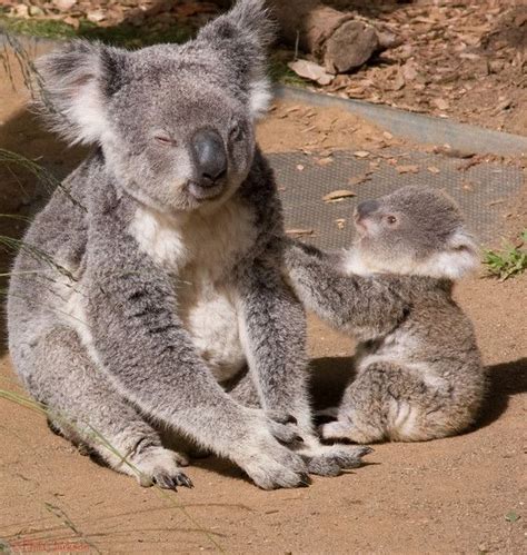 Pcpimages Photo Keywords Koala Bear Baby Taronga Zoo