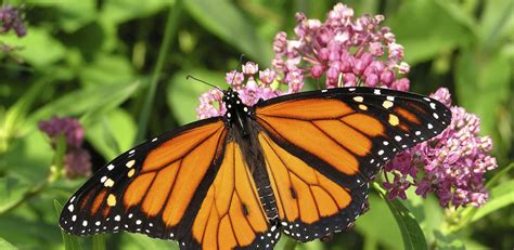 Every purchase on our site helps to fund cancer research. Monarch Butterfly and Pollinators Conservation Fund | NFWF