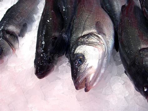 Fresh Fish In Ice Picture Image 7968426