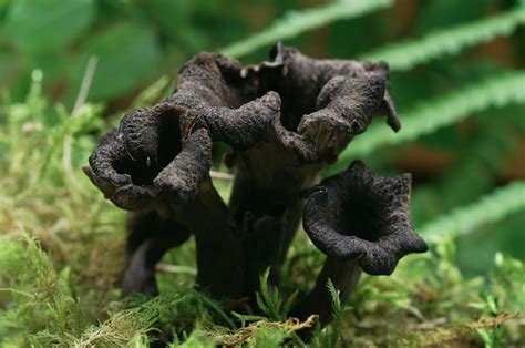 A Beginners Guide To Foraging Wild Mushrooms Outdoorhub