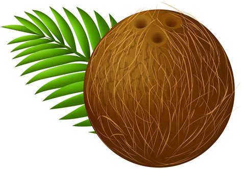 Clip Art Coconut 20 Free Cliparts Download Images On Clipground 2023