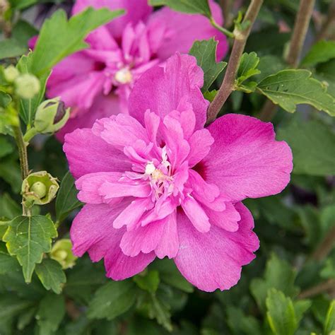 Raspberry Smoothie Hibiscus Rose Of Sharon Spring Hill Nurseries