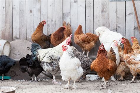 The Inner Lives Of Chickens 5 Things You Never Knew About Your Beloved