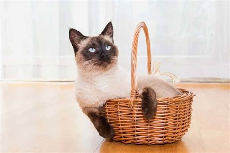 The cost of a siamese cat varies. How Much Do Siamese Cats Cost? Siamese Cat For Sale ...
