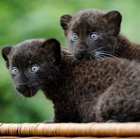 Pair Of Fluffy Black Panther Cubs With Baby Blue Eyes So Cute Cats